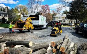 Best Lawn Renovation and Restoration  in Big Bear City, CA
