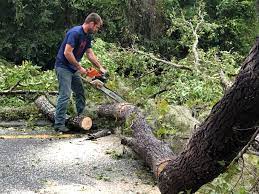 Best Tree Cabling and Bracing  in Big Bear City, CA
